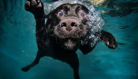 Fundraiser: The Dog Splash