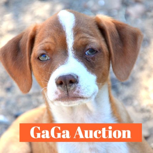 Gaga Auction 1-min
