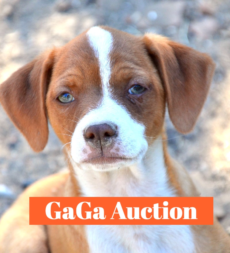 Gaga Auction 1-min