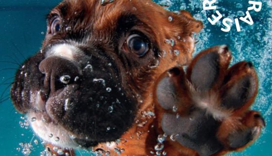 dog splash-min